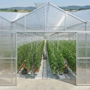 Invernadero agrícola con estructura de policarbonato, mostrando filas de cultivos alineados y trabajadores realizando tareas de mantenimiento en el interior.